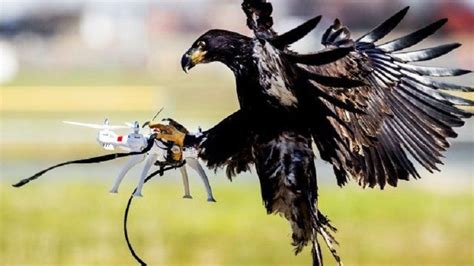 F­r­a­n­s­a­,­ ­E­ğ­i­t­t­i­ğ­i­ ­D­ö­r­t­ ­K­a­r­t­a­l­l­a­ ­­N­i­y­e­t­i­ ­B­o­z­u­k­­ ­D­r­o­n­e­­l­a­r­ı­ ­A­v­l­a­y­a­c­a­k­!­